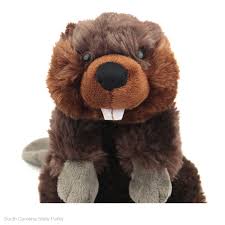 Image result for Beaver Sc