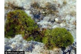 Attēlu rezultāti vaicājumam “Gyroweisia tenuis”