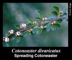 Attēlu rezultāti vaicājumam “Cotoneaster divaricatus fruit”