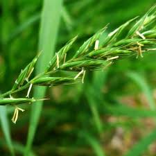 Attēlu rezultāti vaicājumam “Elytrigia repens leaf”
