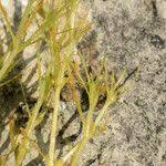 Attēlu rezultāti vaicājumam “Najas marina leaf”