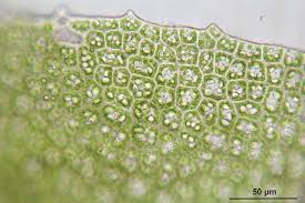 Attēlu rezultāti vaicājumam “Scapania undulata”