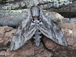 Attēlu rezultāti vaicājumam “Agrius convolvuli”