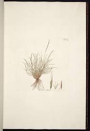 Attēlu rezultāti vaicājumam “Nardus stricta”