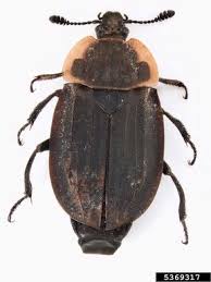 Attēlu rezultāti vaicājumam “Oiceoptoma thoracicum”