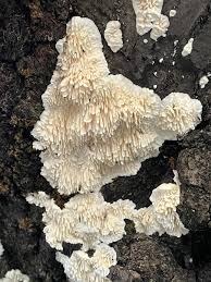 Attēlu rezultāti vaicājumam “Irpex lacteus”