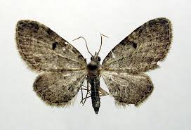 Attēlu rezultāti vaicājumam “Eupithecia tenuiata”