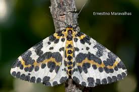 Attēlu rezultāti vaicājumam “Abraxas grossulariata imago”