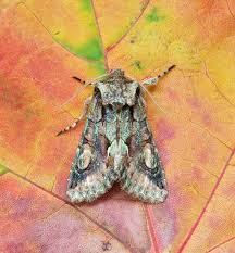 Attēlu rezultāti vaicājumam “Idaea muricata”