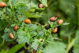 Attēlu rezultāti vaicājumam “Leptinotarsa decemlineata”