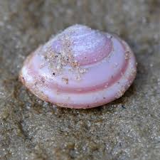 Attēlu rezultāti vaicājumam “Macoma baltica”