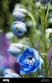 Attēlu rezultāti vaicājumam “Delphinium elatum  bud”