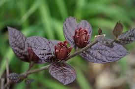 Attēlu rezultāti vaicājumam “Calycanthus floridus”