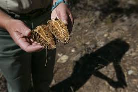 Attēlu rezultāti vaicājumam “Pinus ponderosa fruit”