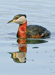 Image result for Podiceps grisegena