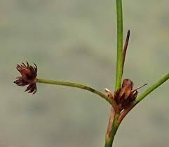 Attēlu rezultāti vaicājumam “Juncus bulbosus”