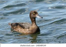 Attēlu rezultāti vaicājumam “Aythya fuligula female”