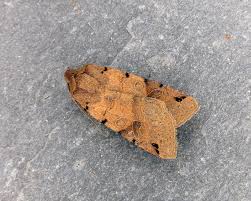 Attēlu rezultāti vaicājumam “Agrochola litura”