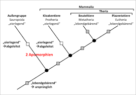 Image result for Evolution Stammbaum