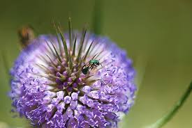 Attēlu rezultāti vaicājumam “Dipsacaceae”
