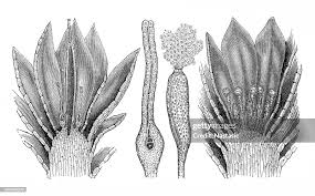 Attēlu rezultāti vaicājumam “Funaria hygrometrica”
