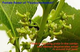Attēlu rezultāti vaicājumam “Celastrus flagellaris”