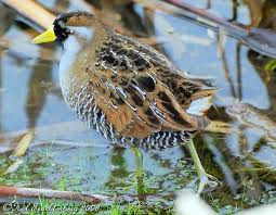 Image result for Porzana carolina