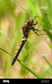 Attēlu rezultāti vaicājumam “Leucorrhinia rubicunda male”