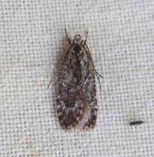 Attēlu rezultāti vaicājumam “Agonopterix hypericella”