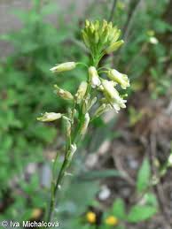 Attēlu rezultāti vaicājumam “Arabis glabra flower”
