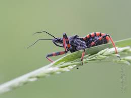 Attēlu rezultāti vaicājumam “Rhynocoris annulatus”