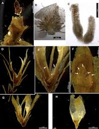 Attēlu rezultāti vaicājumam “Harpanthus flotovianus cells”