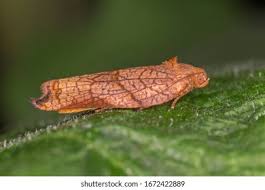 Attēlu rezultāti vaicājumam “Archips podana”