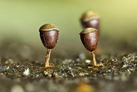 Attēlu rezultāti vaicājumam “Craterium minutum macro”