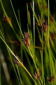 Attēlu rezultāti vaicājumam “Rhynchospora fusca”