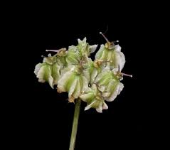 Attēlu rezultāti vaicājumam “Laserpitium latifolium bud”