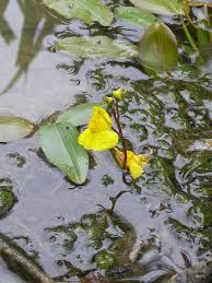 Attēlu rezultāti vaicājumam “Utricularia x neglecta bud”