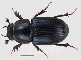 Attēlu rezultāti vaicājumam “Aphodius subterraneus”