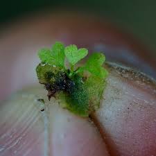 Attēlu rezultāti vaicājumam “sporophyte”