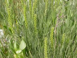 Attēlu rezultāti vaicājumam “Triglochin maritimum”