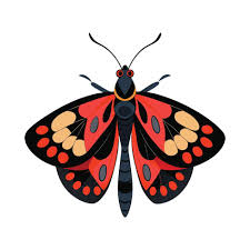 Attēlu rezultāti vaicājumam “Zygaena filipendulae”