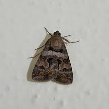 Attēlu rezultāti vaicājumam “Noctuidae”