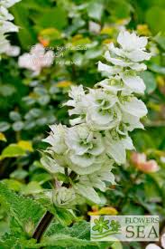 Image result for Salvia sclarea