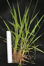 Attēlu rezultāti vaicājumam “Anthoxanthum odoratum”