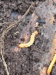 Attēlu rezultāti vaicājumam “Schizotus pectinicornis larva”