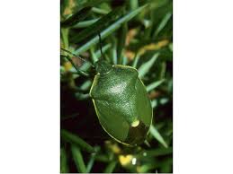 Attēlu rezultāti vaicājumam “Chlorochroa juniperina”