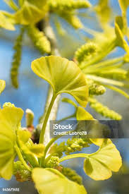 Attēlu rezultāti vaicājumam “Ginkgo biloba female flower”
