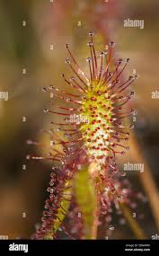 Attēlu rezultāti vaicājumam “Drosera anglica leaf”