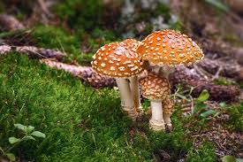 Attēlu rezultāti vaicājumam “Amanita regalis”