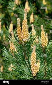 Attēlu rezultāti vaicājumam “Pinus sylvestris male flower”